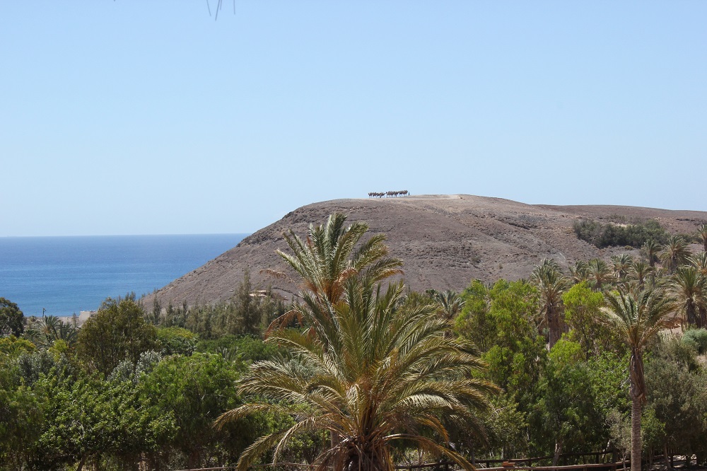 Flora und Fauna Fuerteventura