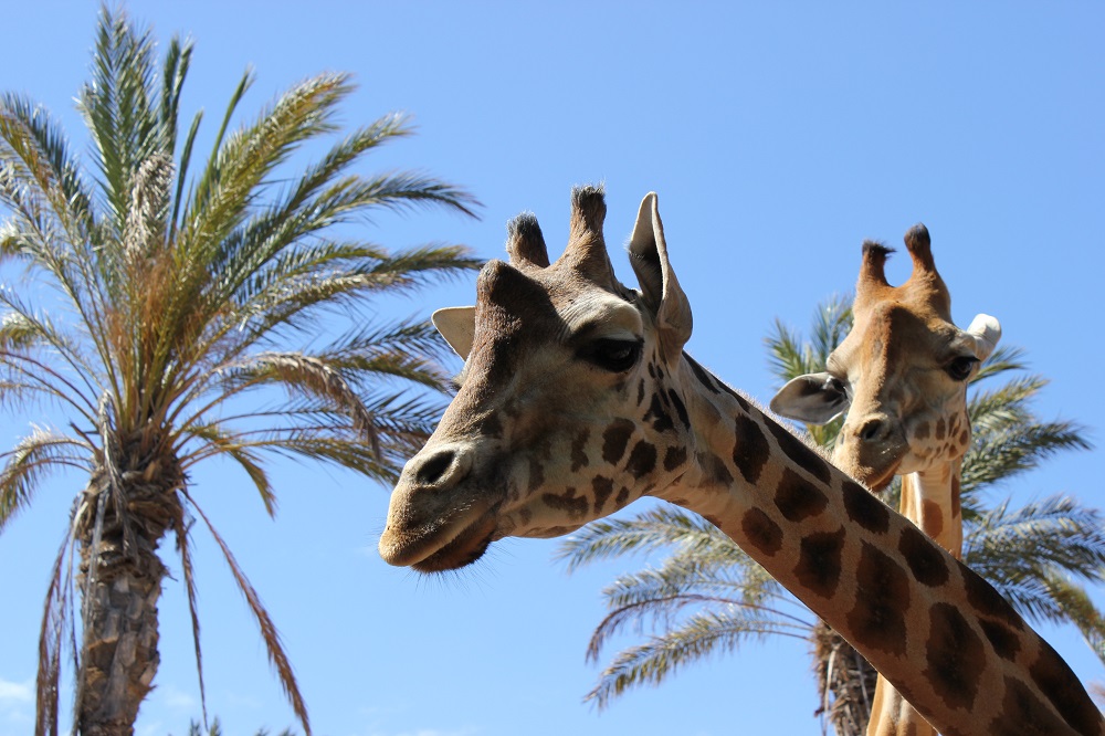 Fuerteventura | Oasis Park | 