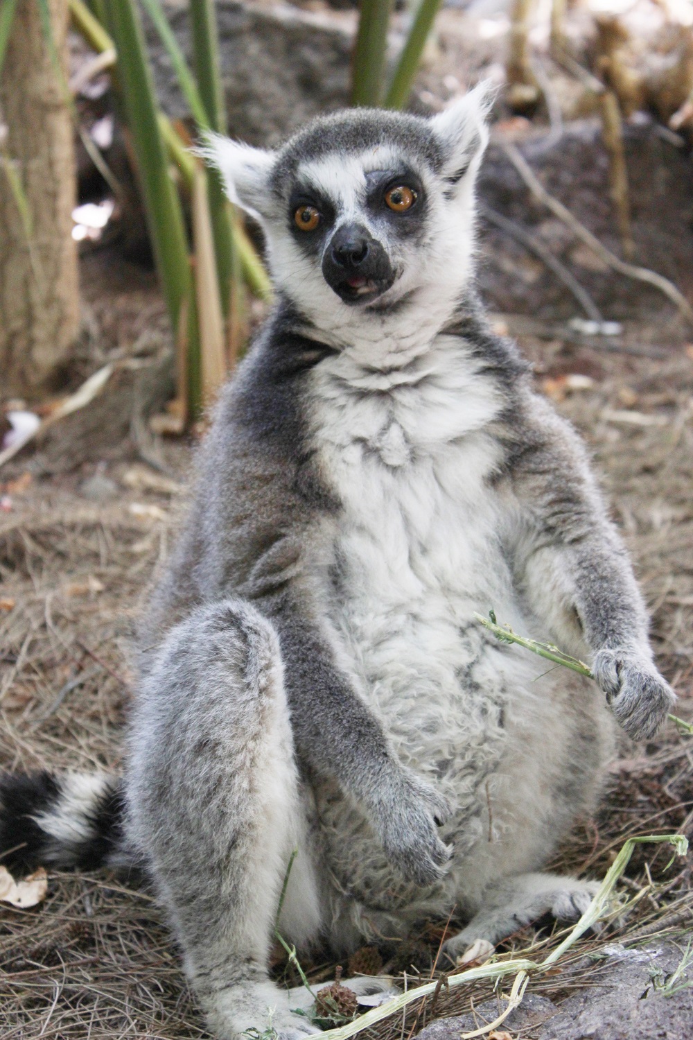 Lemuren - Außergewöhnliche Tiere