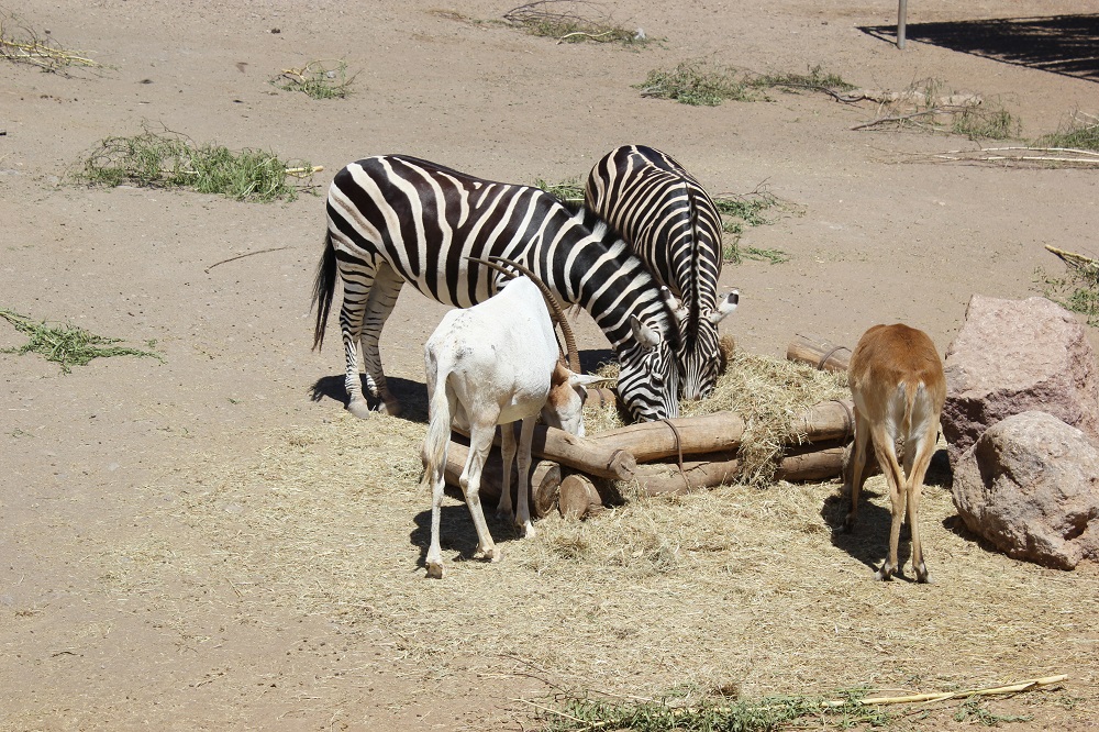 Tierpark Fuerteventura