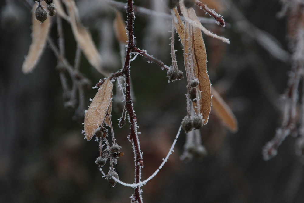 Winterlandschaft Makroaufnahmen|