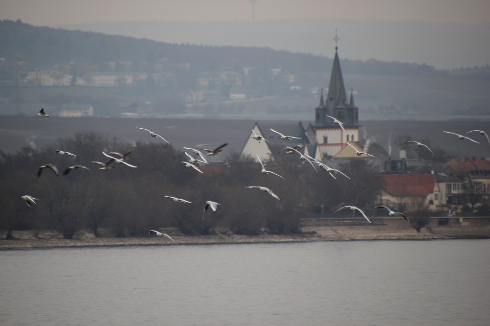 bilder von tieren tamron objektiv