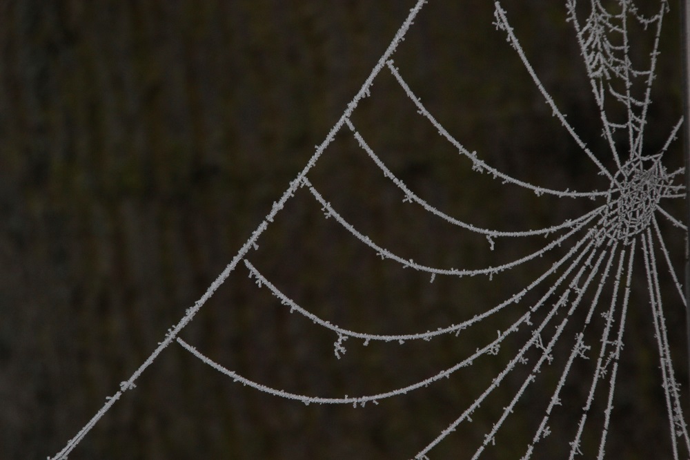 gefrorenes Spinnennest | Tamron oder Sigma