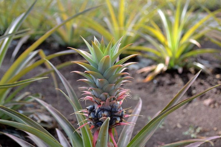 O’ahu – Das Lebensgefühl Hawaii - The inspiring life