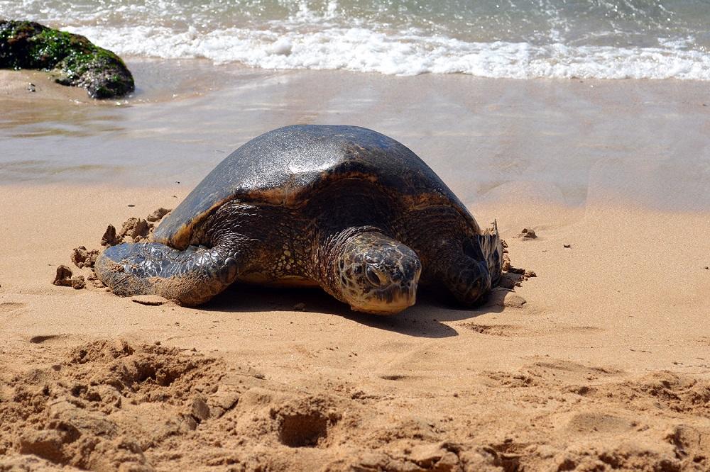 Laniakea Beach Schildkröte Hawaii