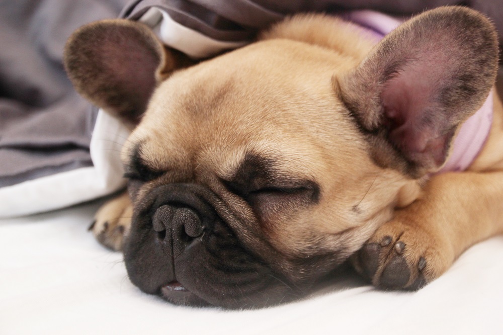 französische Bulldogge Welpe