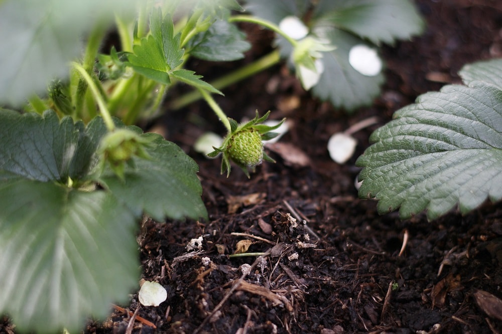 Erdbeeren richtig einpflanzen - Jahreszeit