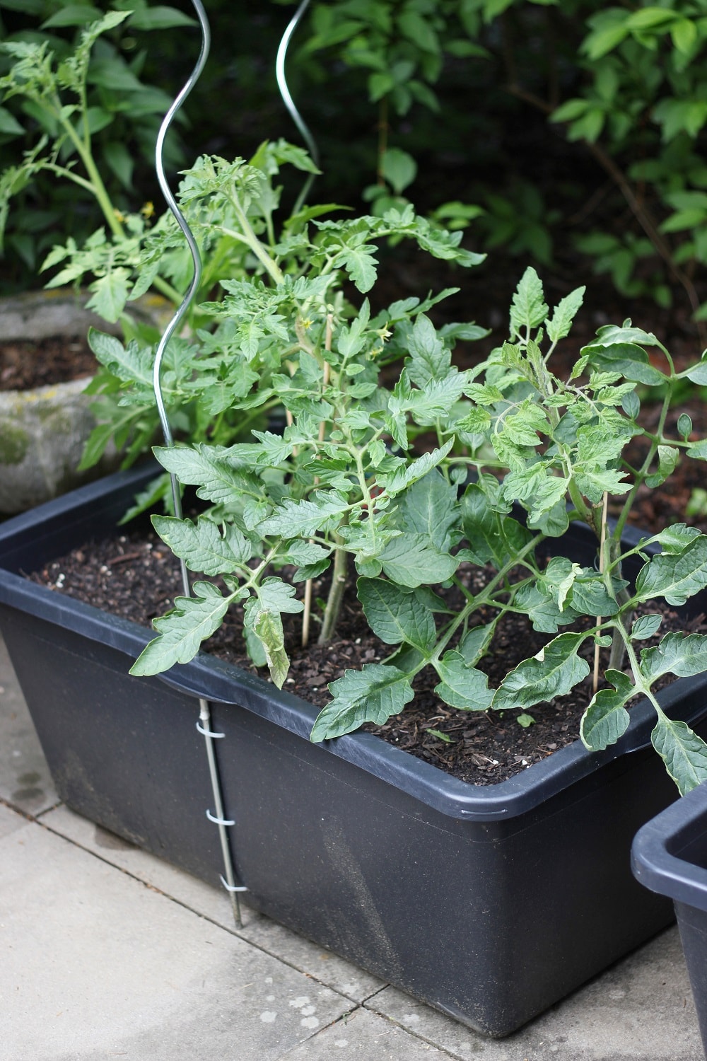 Tomaten im Mörtelkasen