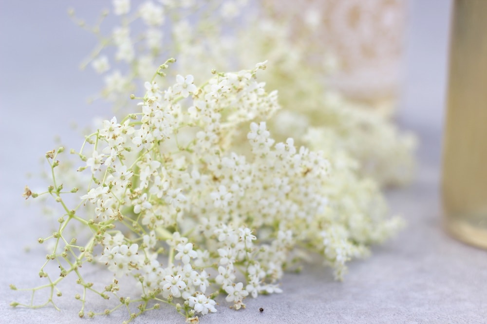 Erntezeit Holunderblüten