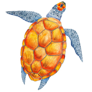Stockbild Schildkröte
