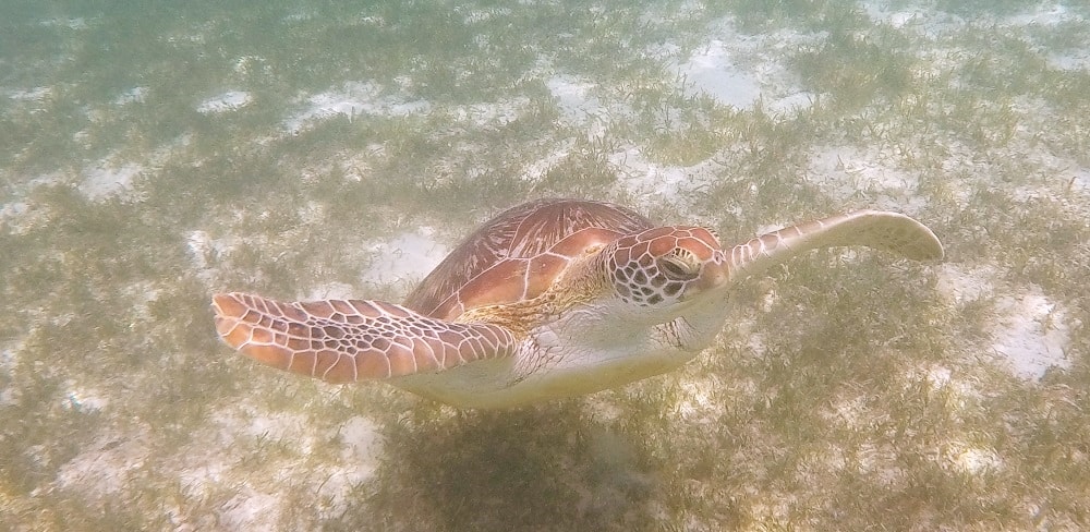 Schildkröten Kuredu