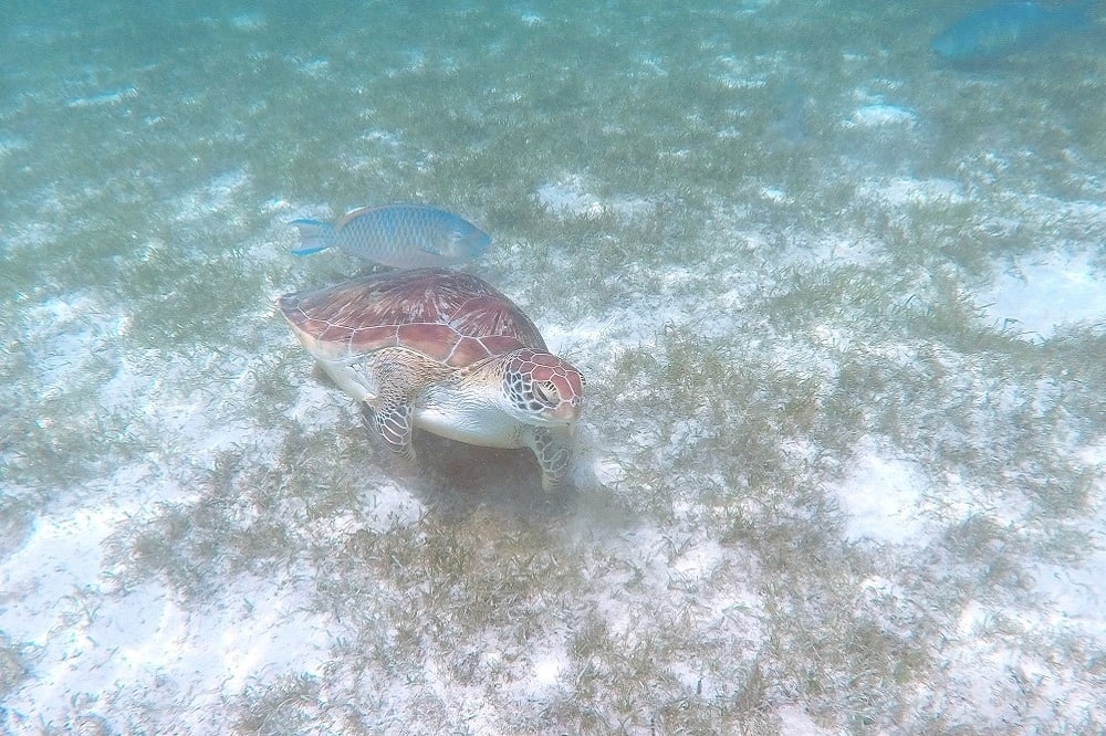 Schildkröten Malediven
