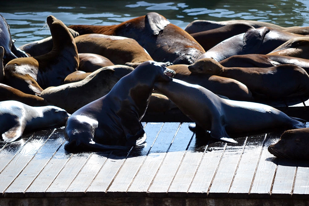 SanFrancisco_Pier39