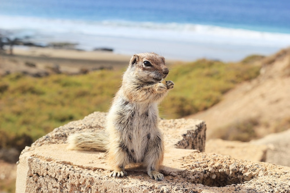 Streifenhörnchen Fuerteventura