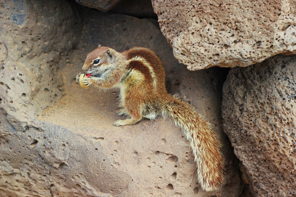 Streifenhörnchen El Cotollo