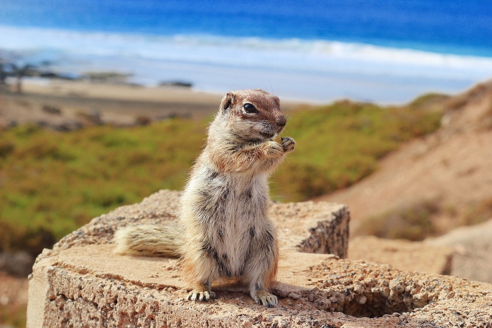 Streifenhörnchen Fuerteventura