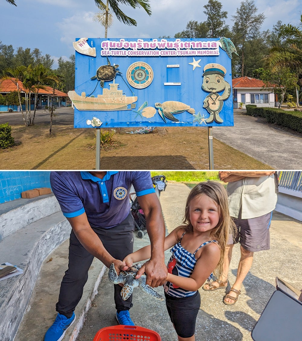 Sea Turtle Khao Lak